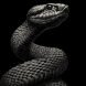 snake_700x400